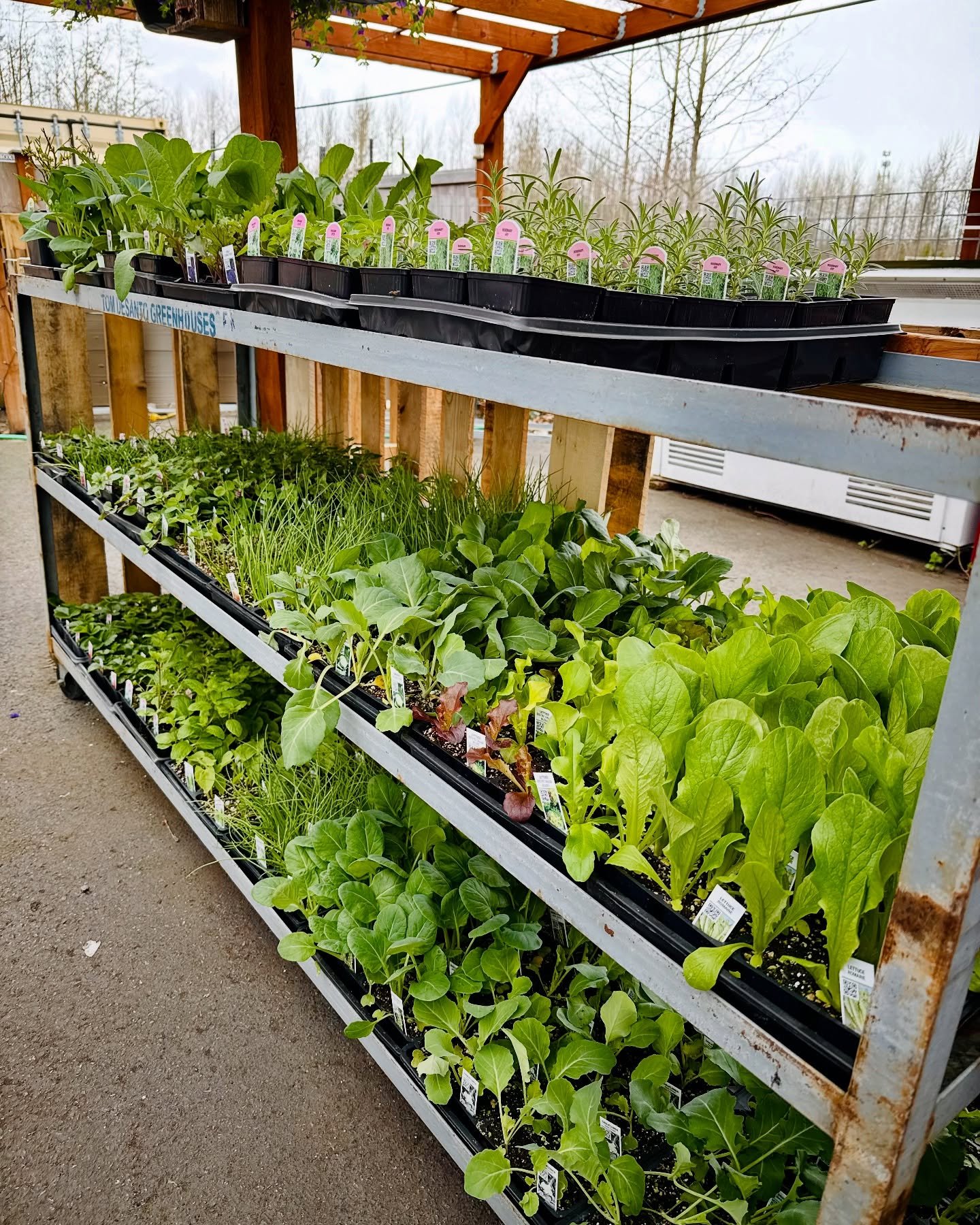 Shelves filled with a variety of young plants and seedlings, including lettuce, herbs, and leafy greens, displayed in a greenhouse setting. Tags indicate plant varieties, showcasing a vibrant selection for gardening enthusiasts.