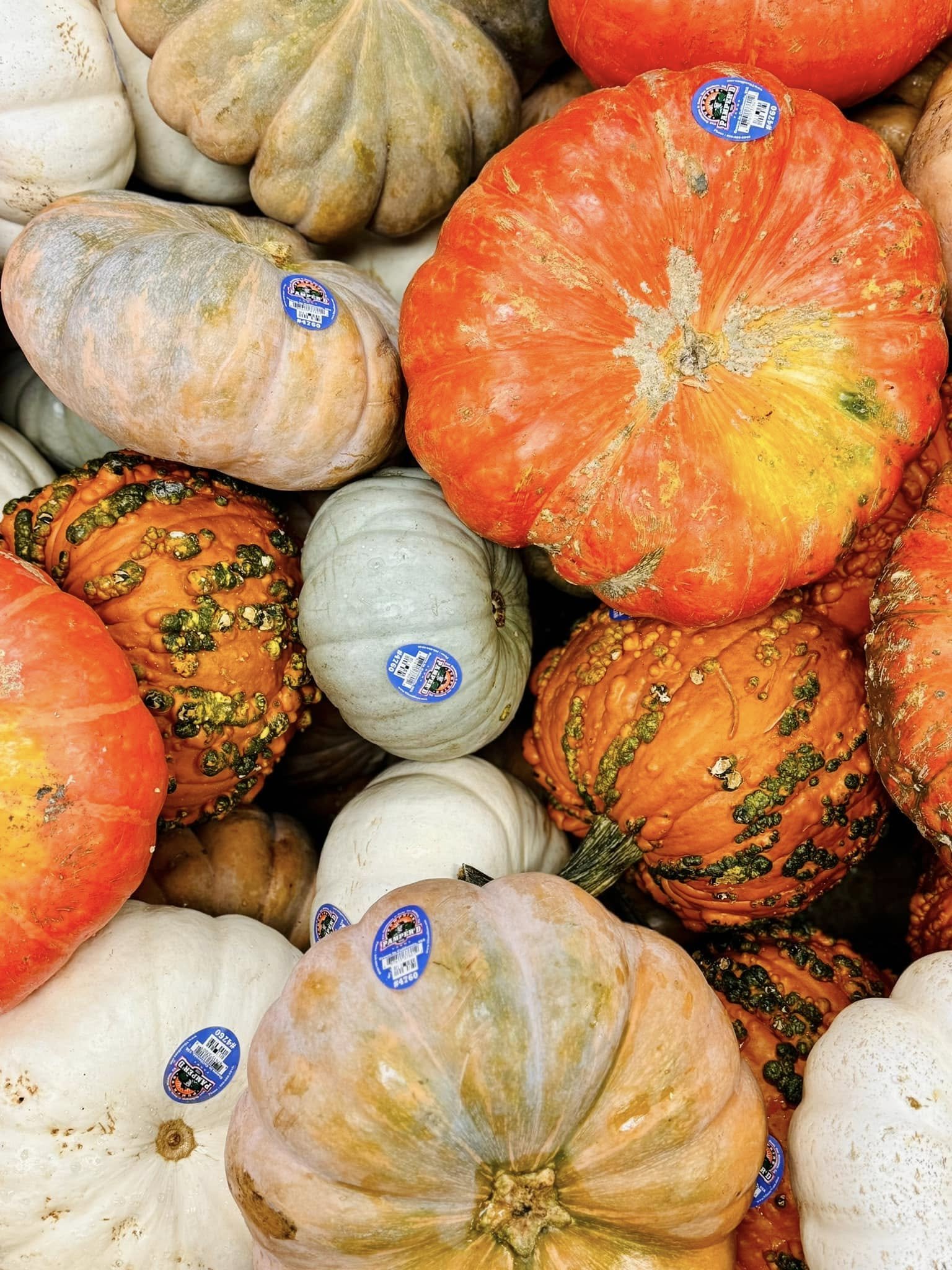 Patrick+Brown+-+pumpkins+special A colorful assortment of pumpkins, including orange, white, and gray varieties, displayed together in a market setting, each with a price sticker.