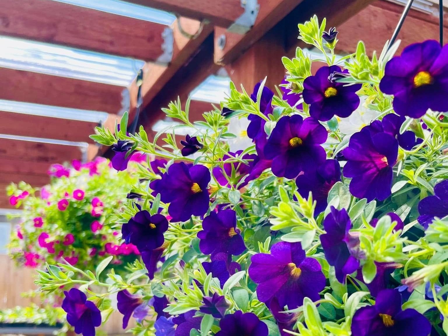 Vibrant purple flowers with green foliage blooming in a garden setting, showcasing hanging baskets and wooden structures in the background. Ideal for gardening enthusiasts and floral decor inspiration.